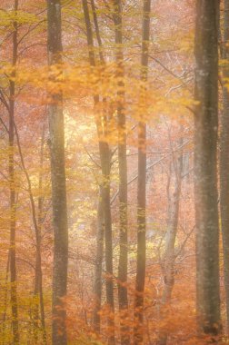 güzel manzara ile sonbahar orman
