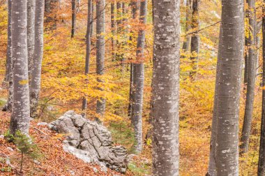 güzel manzara ile sonbahar orman