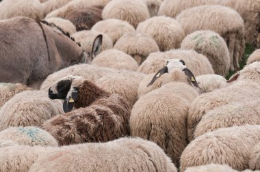  white sheep  on  grass, animals