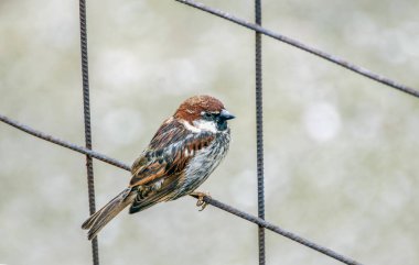 a closeup of sparrow bird