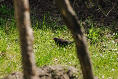 Kuş yeşil çimlerde oturuyor.