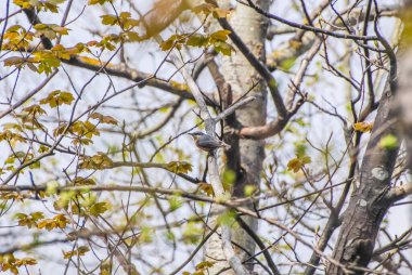 a bird perched on the tree branch