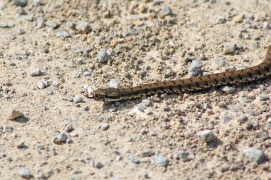 Bir yılana yaklaş, hayvan.