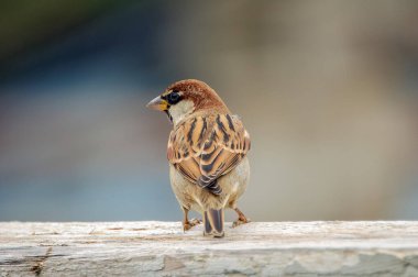 a closeup of sparrow bird