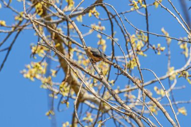 a bird perched on the tree branch