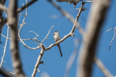 a bird perched on the tree branch