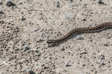 Bir yılana yaklaş, hayvan.