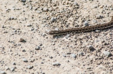 Bir yılana yaklaş, hayvan.