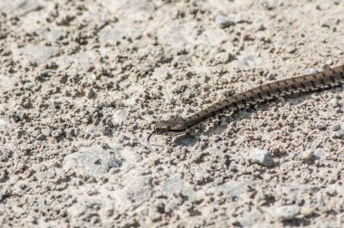 Bir yılana yaklaş, hayvan.
