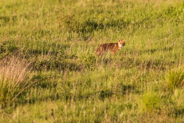 Kızıl Tilki otların arasında yürüyüş
