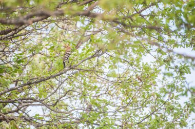 a bird perched on the tree branch