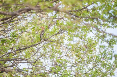 a bird perched on the tree branch