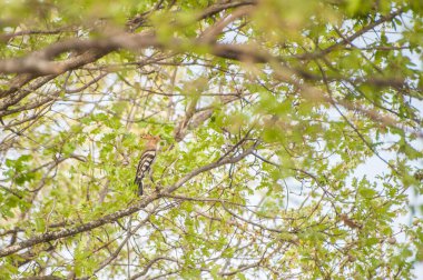 a bird perched on the tree branch