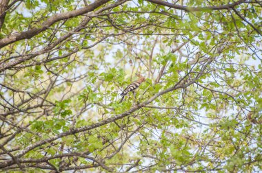a bird perched on the tree branch