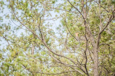a bird perched on the tree branch