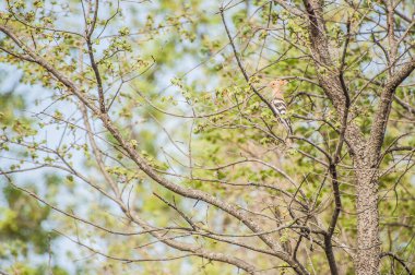 a bird perched on the tree branch
