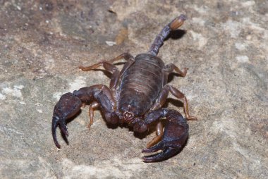 Scorpion  on the rock, close up