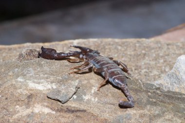 Akrep yırtıcı eklembacaklı Akrepler.. 