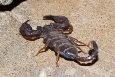 Akrep yırtıcı eklembacaklı Akrepler.. 