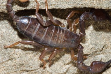 Akrep yırtıcı eklembacaklı Akrepler.. 