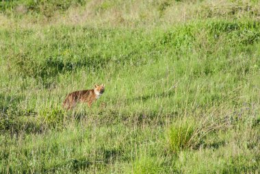red fox on lawn, animal 