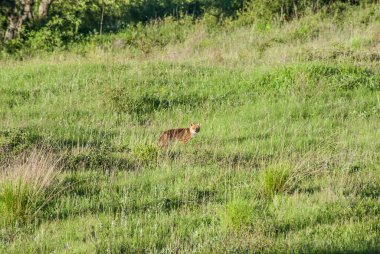 red fox on lawn, animal 