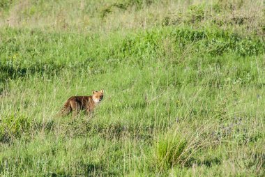 red fox on lawn, animal 