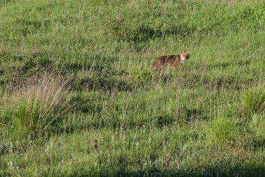 Kızıl Tilki otların arasında yürüyüş