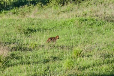 a beautiful view with fox on lawn 