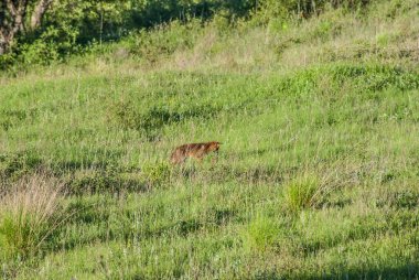 red fox on lawn hunting
