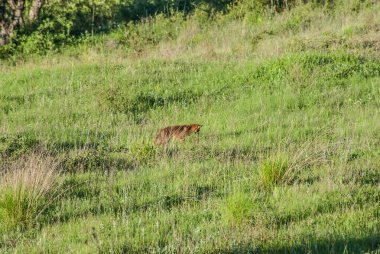 red fox on lawn hunting
