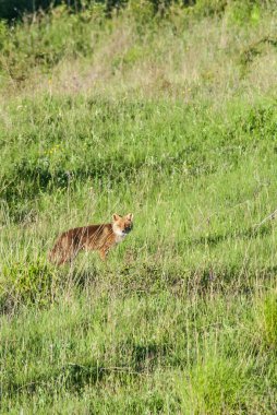 red fox on lawn hunting