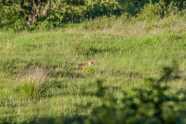 red fox on lawn hunting