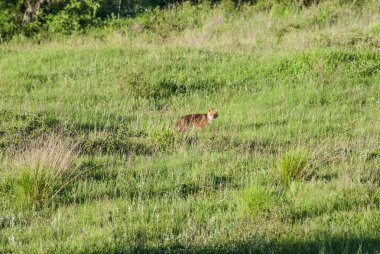 red fox on lawn hunting