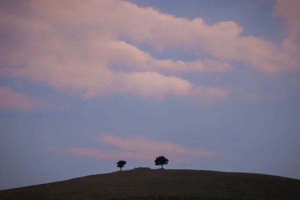 Träd Dimman Naturen — Stockfoto