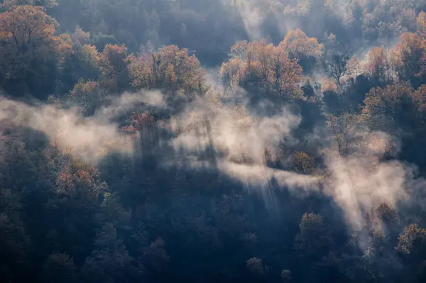 Красивый Пейзаж Осенним Лесом — стоковое фото