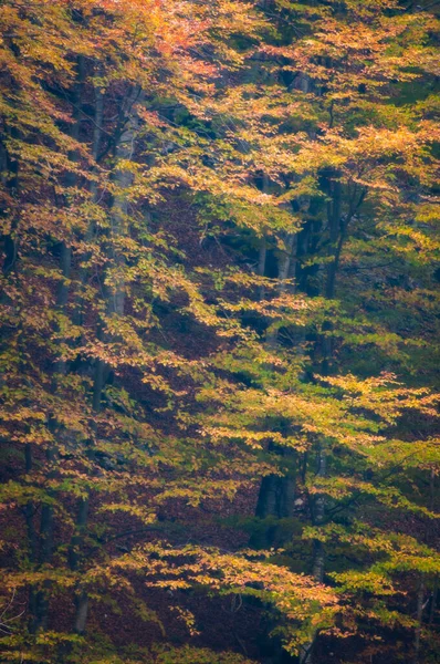 秋の森と美しい風景 — ストック写真