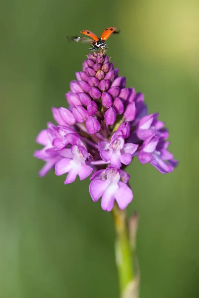 一张漂亮的粉色花朵和瓢虫的特写照片 — 图库照片