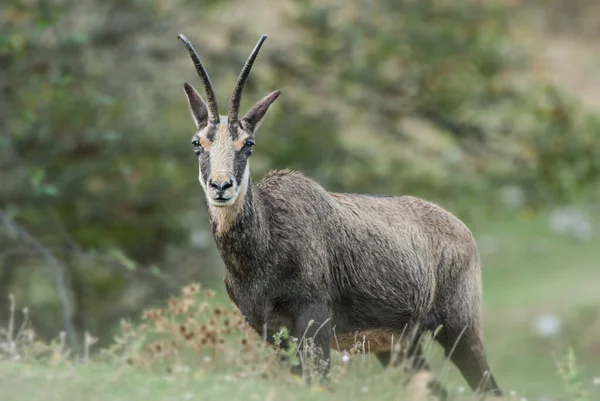 Yeşil çayır güveci, yaklaş.