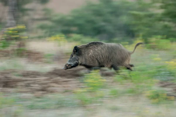 森林里奔跑的野猪的照片 — 图库照片