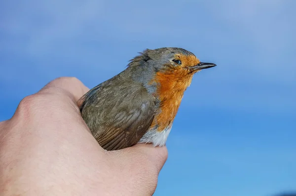 close-up of a male hand holding a bird