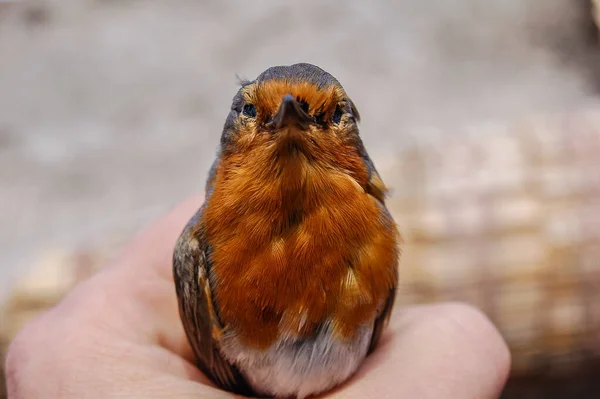 close-up of a male hand holding a bird