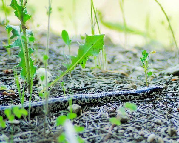 Close Snake Animal — Stock Photo, Image