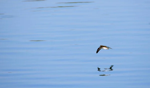 Gaviota Volando Sobre Agua — Foto de Stock