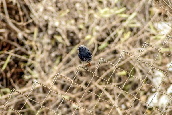 Small Bird Sitting Fence — Stock Photo, Image