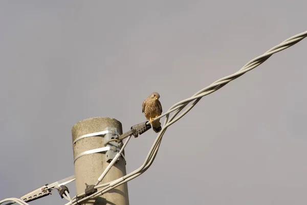 ワイヤ上の鳥のクローズアップ — ストック写真