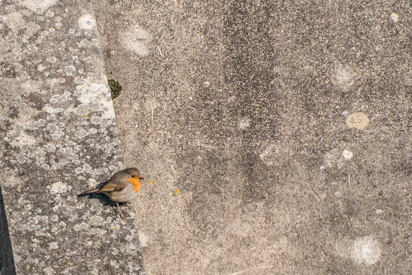 Petit Oiseau Assis Sur Mur Pierre Gros Plan — Photo