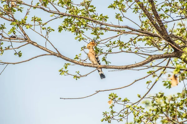 Bird Perched Tree Branch — Fotografia de Stock