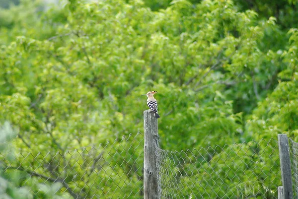 Closeup Bird Pole — Stock Photo, Image