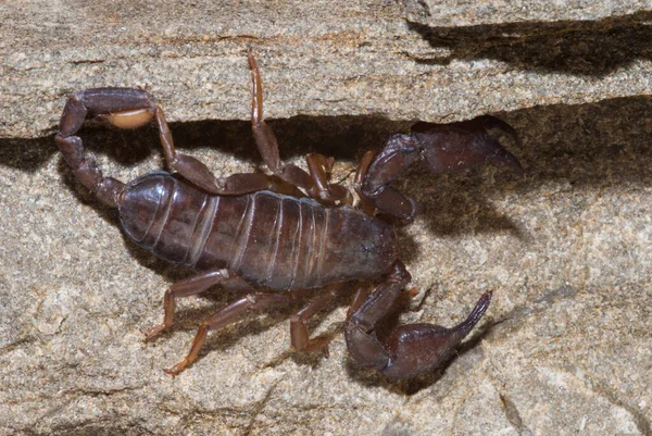 Scorpion Predatory Arachnid Order Scorpiones — Fotografia de Stock